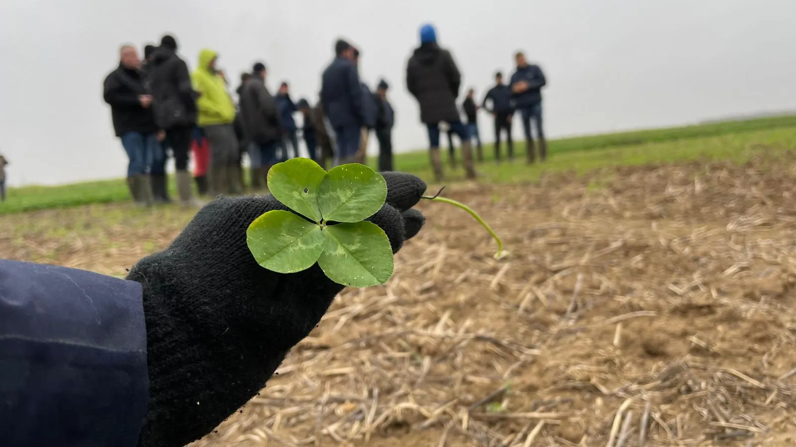 Vue aérienne d'un champ de céréales moissonné, traces de passage d'engins et îlot de végétation au centre
