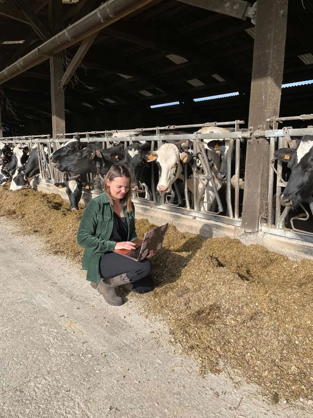 Marie Lemaitre travaillant sur son ordinateur portable dans une étable, devant les vaches